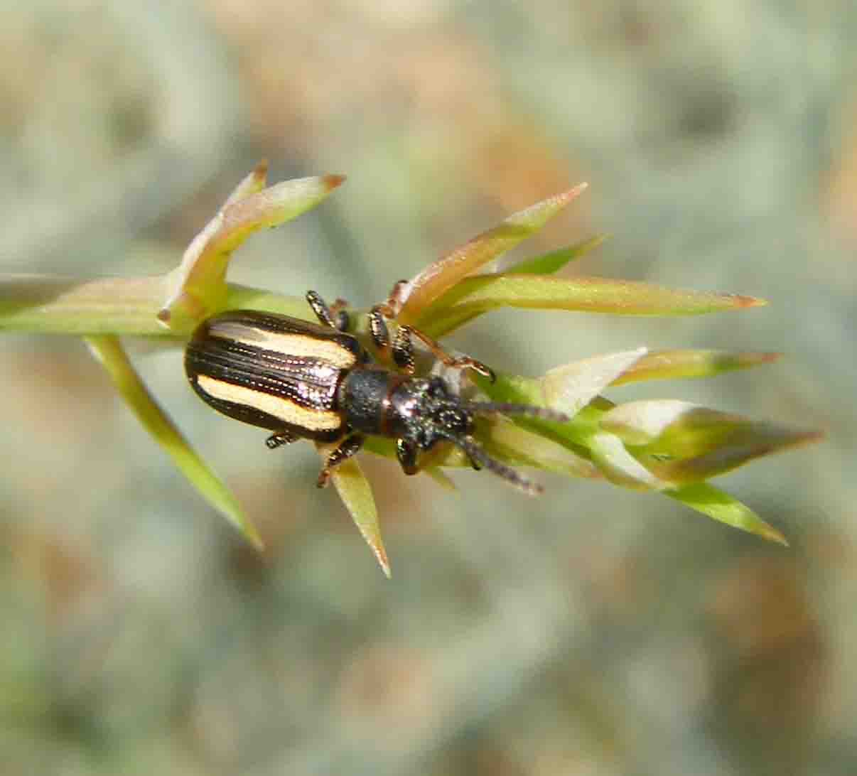 Crioceris macilenta (Chrysomelidae)